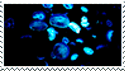 @SeagullCity's Pin Board Image