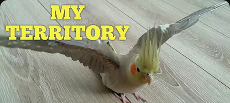 @angelictactics's Pin Board Image