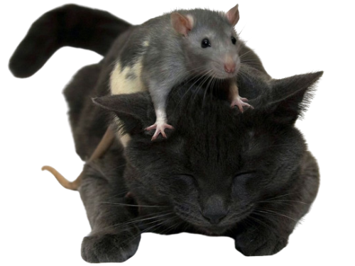 @pinkie's Pin Board Image