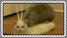 @RenFennec's Pin Board Image