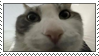 Link to: https://www.deviantart.com/cymryc/art/010-Silly-Cat-Stamp-993413628
