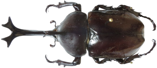 @Tanuki-Fleas's Pin Board Image