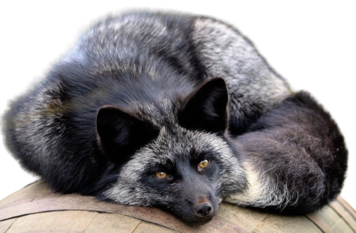 @Tanuki-Fleas's Pin Board Image