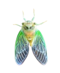 @Tanuki-Fleas's Pin Board Image