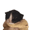 @Valtrix's Pin Board Image
