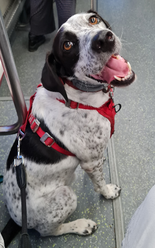 @tewro's Pin Board Image