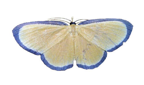 @ferryman's Pin Board Image