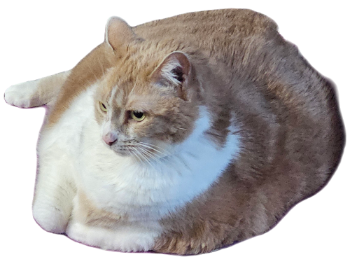 @zealsify's Pin Board Image