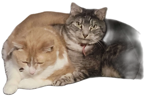 @zealsify's Pin Board Image