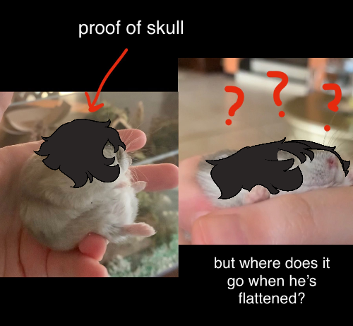 @guineapig's Pin Board Image
