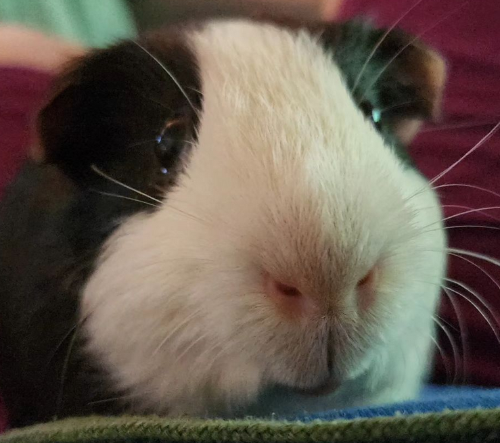 @guineapig's Pin Board Image