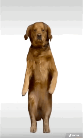 @fairydog's Pin Board Image