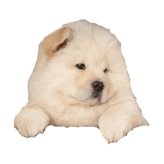 @fairydog's Pin Board Image