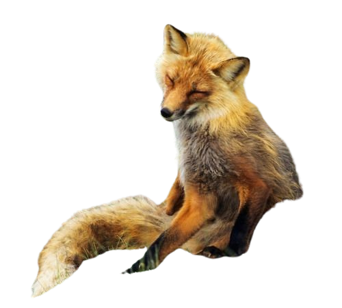 @Tanuki-Fleas's Pin Board Image