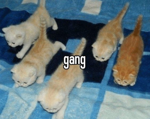 @R0GG0's Pin Board Image