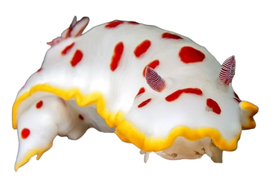 @celestialoracle's Pin Board Image