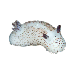 @celestialoracle's Pin Board Image