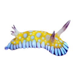 @celestialoracle's Pin Board Image