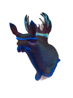 @celestialoracle's Pin Board Image