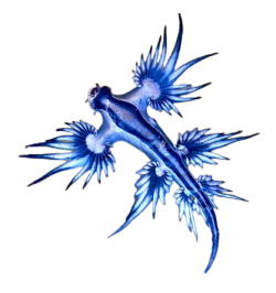 @celestialoracle's Pin Board Image