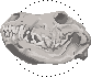 Link to: https://www.deviantart.com/akumiirako/art/wolf-skull-icon-free-to-use-700702496