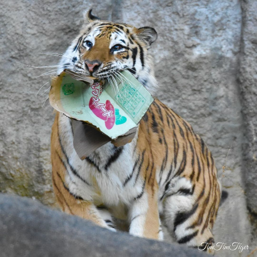 @AshAndSlasher's Pin Board Image