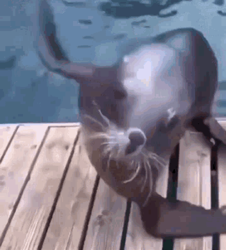 @gusherbug's Pin Board Image