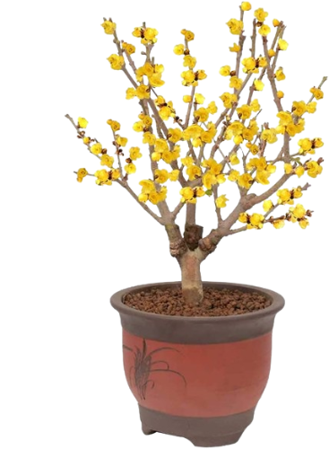 @lexo's Pin Board Image