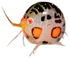 @lexo's Pin Board Image