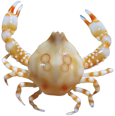 @lexo's Pin Board Image