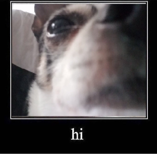 @ilikedogs123's Pin Board Image