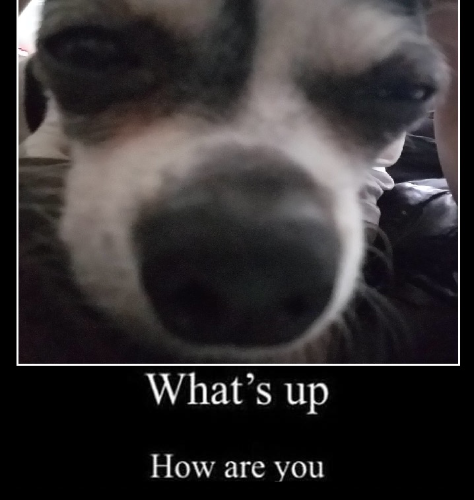 @ilikedogs123's Pin Board Image