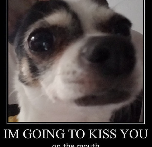 @ilikedogs123's Pin Board Image
