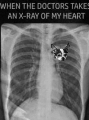 @ilikedogs123's Pin Board Image