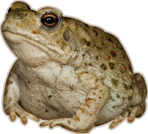 @Meadowmood's Pin Board Image