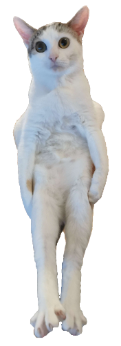 @jitter_cat's Pin Board Image