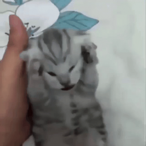 Link to: https://i.pinimg.com/originals/0d/c4/b3/0dc4b38ee54a0169f5730bcbe4f94d3a.gif