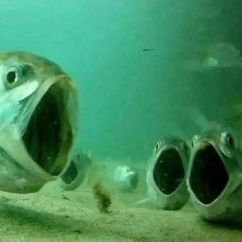 @bogsucka21's Pin Board Image