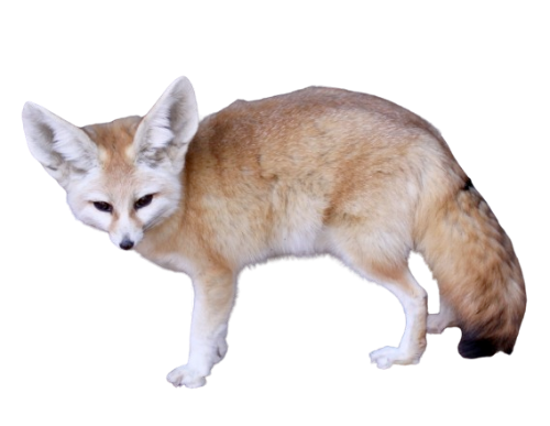 @Tanuki-Fleas's Pin Board Image