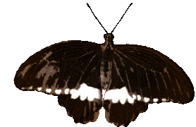 @arcatvist's Pin Board Image
