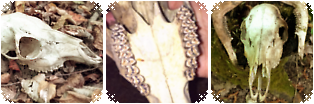 @arcatvist's Pin Board Image