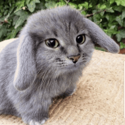 @kyancoqie's Pin Board Image