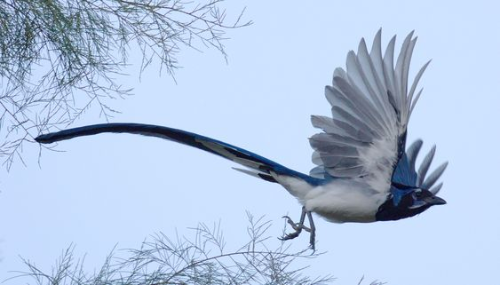 @wiingdings's Pin Board Image