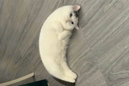 @H0ppin_H00ligan's Pin Board Image