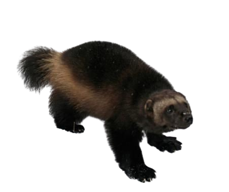 @weaponx's Pin Board Image