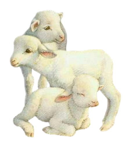 @Sheepie's Pin Board Image