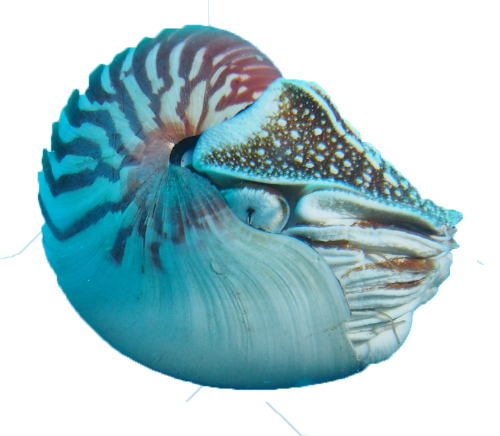 @rhiz's Pin Board Image