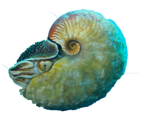 @rhiz's Pin Board Image