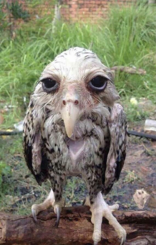 @Florashyxd's Pin Board Image