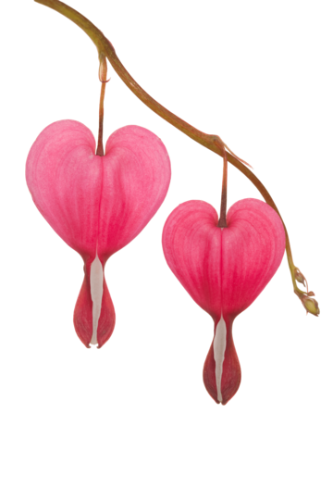 @fairygarden's Pin Board Image